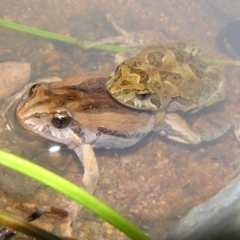 Crinia signifera (Common Eastern Froglet) at Chifley, ACT - 21 Jan 2012 by MatthewFrawley