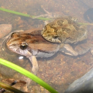 Crinia signifera at Chifley, ACT - 22 Jan 2012