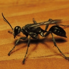 Isodontia sp. (genus) (Unidentified Grass-carrying wasp) at Point Hut to Tharwa - 2 Feb 2017 by michaelb