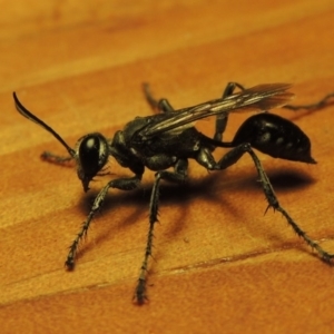 Isodontia sp. (genus) at Paddys River, ACT - 2 Feb 2017 10:23 PM