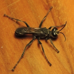 Isodontia sp. (genus) at Paddys River, ACT - 2 Feb 2017 10:23 PM