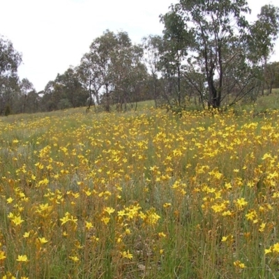 Bulbine bulbosa (Golden Lily) at Kambah, ACT - 21 Oct 2009 by MatthewFrawley