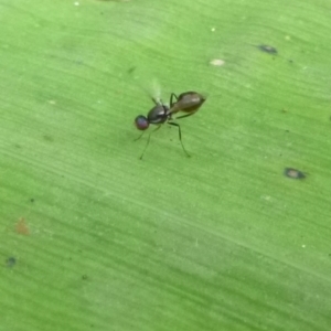 Sepsidae (family) at Kalaru, NSW - 17 Jan 2017 07:04 AM