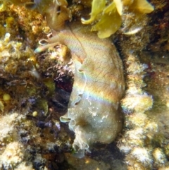 Aplysia sydneyensis (Aplysia sydneyensis) at Bar Beach, Merimbula - 16 Jan 2017 by MichaelMcMaster