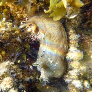 Aplysia sydneyensis at Bar Beach, Merimbula - 17 Jan 2017 12:00 AM