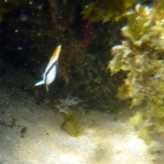 Chaetodon auriga (Threadfin Butterflyfish) at Merimbula, NSW - 17 Jan 2017 by MichaelMcMaster