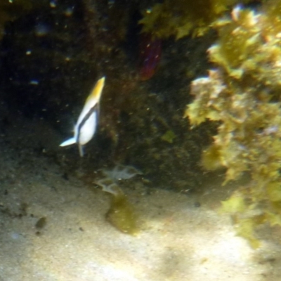 Chaetodon auriga (Threadfin Butterflyfish) at Merimbula, NSW - 16 Jan 2017 by MichaelMcMaster