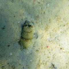 Tetractenos glaber (Smooth Toadfish) at Merimbula, NSW - 16 Jan 2017 by MichaelMcMaster