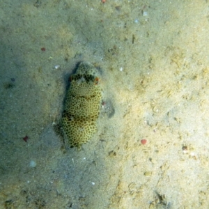 Tetractenos glaber at Merimbula, NSW - 17 Jan 2017