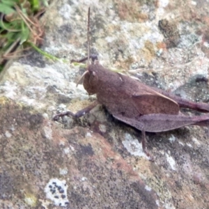 Rhitzala modesta at Kalaru, NSW - 17 Jan 2017 12:00 AM