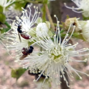 Exoneura sp. (genus) at Kalaru, NSW - 17 Jan 2017