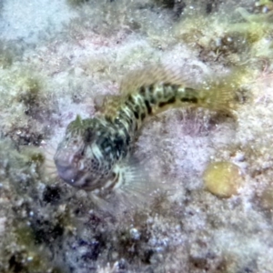 Parablennius intermedius at Merimbula, NSW - 17 Jan 2017