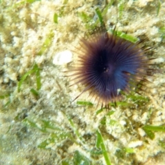 Myxicola infundibulum (Myxicola infundibulum) at Merimbula, NSW - 17 Jan 2017 by MichaelMcMaster