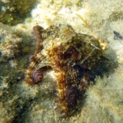 Octopus tetricus (Gloomy Octopus) at Merimbula, NSW - 17 Jan 2017 by MichaelMcMaster