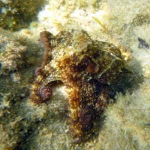 Octopus tetricus at Merimbula, NSW - 17 Jan 2017
