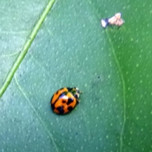 Coelophora inaequalis at Kalaru, NSW - 17 Jan 2017