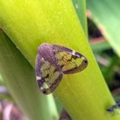 Scolypopa australis (Passionvine hopper, Fluffy bum) at Kalaru, NSW - 17 Jan 2017 by MichaelMcMaster