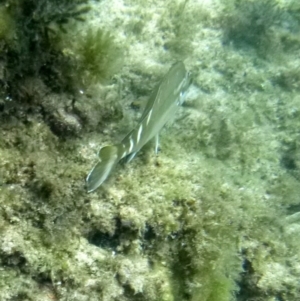 Cheilodactylus fuscus at Merimbula, NSW - 17 Jan 2017