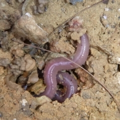 Oligochaeta (class) (Unidentified earthworm) at Kalaru, NSW - 17 Jan 2017 by MichaelMcMaster