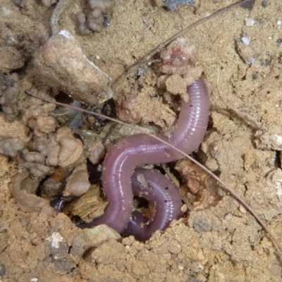 Oligochaeta (class) (Unidentified earthworm) at Kalaru, NSW - 17 Jan 2017 by MichaelMcMaster