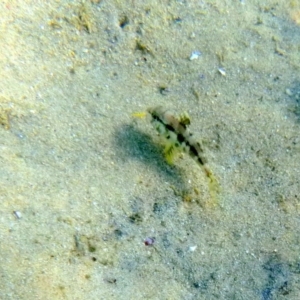 Upeneichthys vlamingii at Merimbula, NSW - 17 Jan 2017 12:00 AM