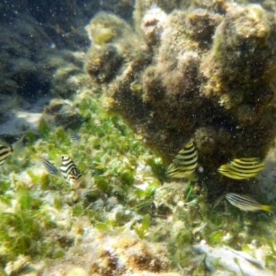 Microcanthus strigatus (Stripey) at Merimbula, NSW - 17 Jan 2017 by MichaelMcMaster