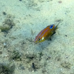 Parma microlepis at Merimbula, NSW - 17 Jan 2017