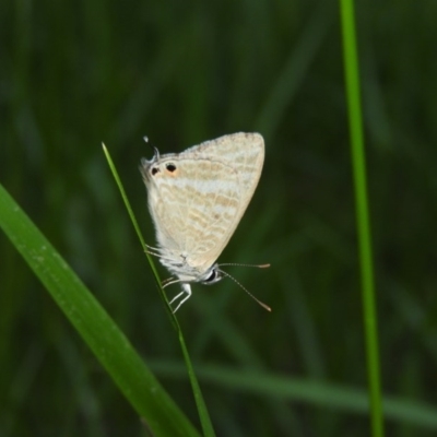 Lampides boeticus (Long-tailed Pea-blue) at Fadden Hills Pond - 29 Oct 2016 by ArcherCallaway