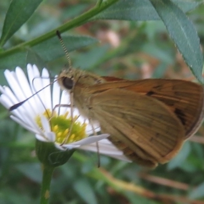 Ocybadistes walkeri (Green Grass-dart) at Hackett, ACT - 4 Feb 2017 by RobParnell