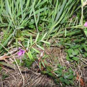 Vicia sativa subsp. nigra at Fadden, ACT - 29 Oct 2016