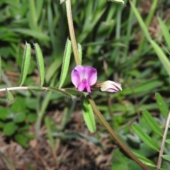 Vicia sativa subsp. nigra at Fadden, ACT - 29 Oct 2016 07:21 PM
