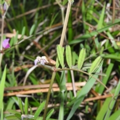 Vicia sativa subsp. nigra at Fadden, ACT - 29 Oct 2016 07:21 PM