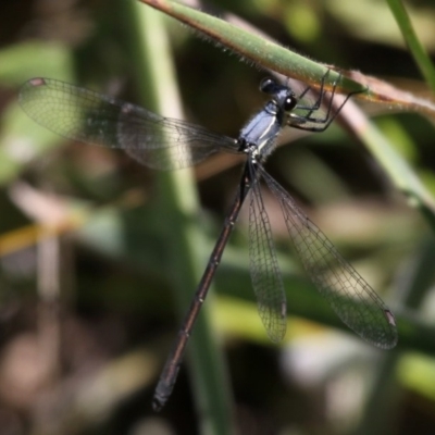 Griseargiolestes eboracus (Grey-chested Flatwing) at Rendezvous Creek, ACT - 17 Jan 2015 by HarveyPerkins