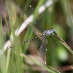 Griseargiolestes eboracus (Grey-chested Flatwing) at Namadgi National Park - 22 Nov 2015 by HarveyPerkins