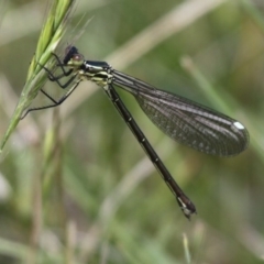 Griseargiolestes eboracus (Grey-chested Flatwing) at Rendezvous Creek, ACT - 22 Nov 2015 by HarveyPerkins