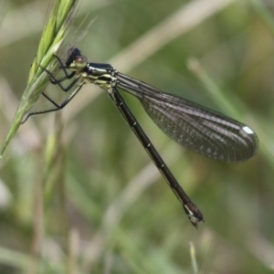 Griseargiolestes eboracus at Rendezvous Creek, ACT - 22 Nov 2015