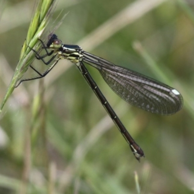 Griseargiolestes eboracus (Grey-chested Flatwing) at Namadgi National Park - 22 Nov 2015 by HarveyPerkins