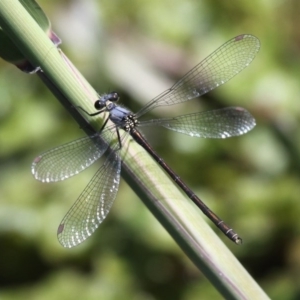 Griseargiolestes eboracus at Rendezvous Creek, ACT - 30 Dec 2015