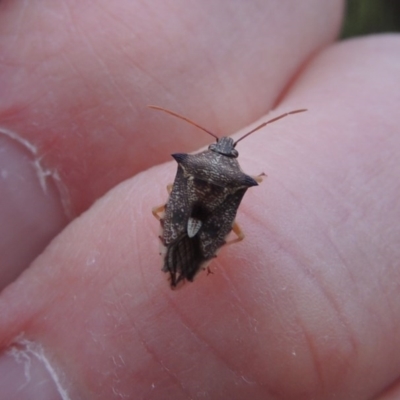 Oechalia schellenbergii (Spined Predatory Shield Bug) at Urambi Hills - 6 Feb 2017 by michaelb