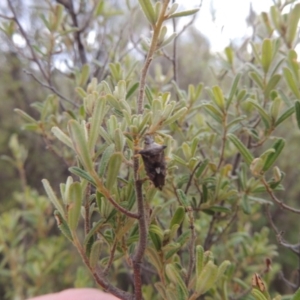 Oechalia schellenbergii at Kambah, ACT - 6 Feb 2017 07:13 PM