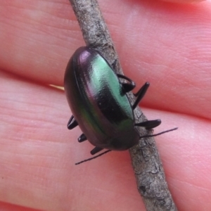 Chalcopteroides columbinus at Kambah, ACT - 6 Feb 2017