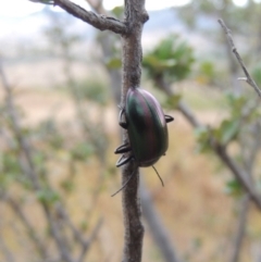 Chalcopteroides columbinus at Kambah, ACT - 6 Feb 2017