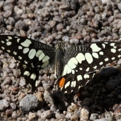 Papilio demoleus (Chequered Swallowtail) at Namadgi National Park - 8 Feb 2017 by HarveyPerkins