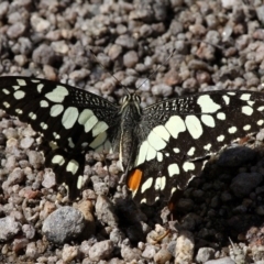 Papilio demoleus (Chequered Swallowtail) at Booth, ACT - 9 Feb 2017 by HarveyPerkins