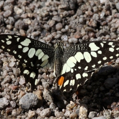 Papilio demoleus (Chequered Swallowtail) at Booth, ACT - 9 Feb 2017 by HarveyPerkins