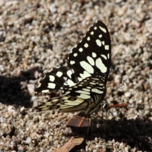 Papilio demoleus at Booth, ACT - 9 Feb 2017