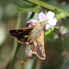 Dispar compacta (Barred Skipper) at Booth, ACT - 9 Feb 2017 by HarveyPerkins