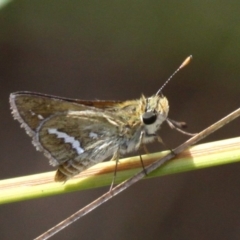 Taractrocera papyria (White-banded Grass-dart) at Booth, ACT - 9 Feb 2017 by HarveyPerkins