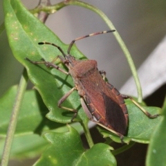 Amorbus (genus) (Eucalyptus Tip bug) at Cotter River, ACT - 6 Feb 2017 by HarveyPerkins