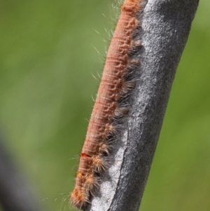 Lasiocampidae (family) at Cotter River, ACT - 6 Feb 2017